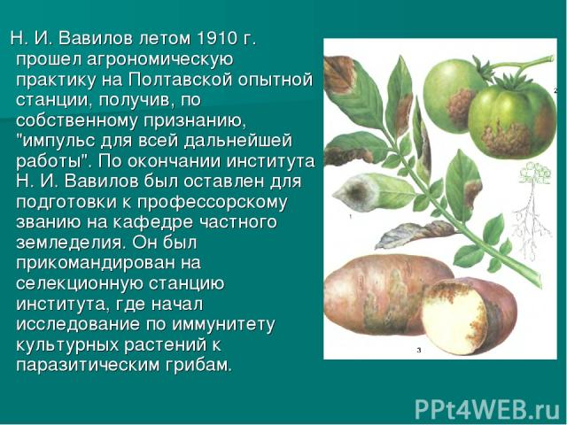 Н. И. Вавилов летом 1910 г. прошел агрономическую практику на Полтавской опытной станции, получив, по собственному признанию, 