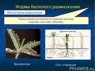 Формы бесполого размножения Размножение растений вегетативными органами (корнями