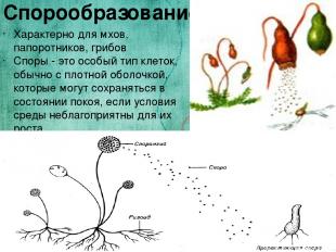 Спорообразование Характерно для мхов, папоротников, грибов Споры - это особый ти