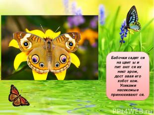 Бабочки садятся на цветы и питаются их нектаром, доставая его хоботком. Усиками