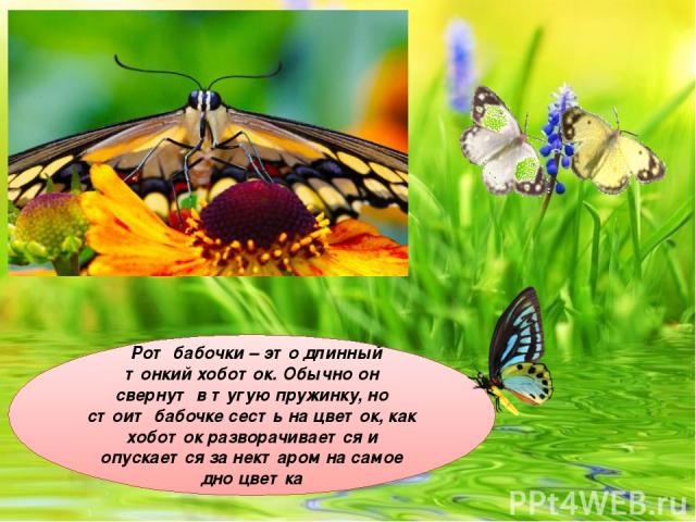 Рот бабочки – это длинный тонкий хоботок. Обычно он свернут в тугую пружинку, но стоит бабочке сесть на цветок, как хоботок разворачивается и опускается за нектаром на самое дно цветка