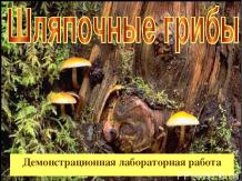 Шляпочные грибы 2