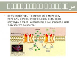 Рецепторная функция. Белки-рецепторы – встроенные в мембрану молекулы белков, сп