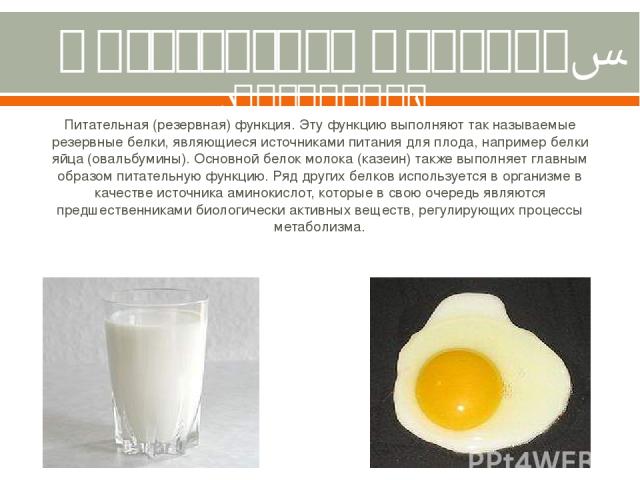 Питательная функция. (резервная) Питательная (резервная) функция. Эту функцию выполняют так называемые резервные белки, являющиеся источниками питания для плода, например белки яйца (овальбумины). Основной белок молока (казеин) также выполняет главн…