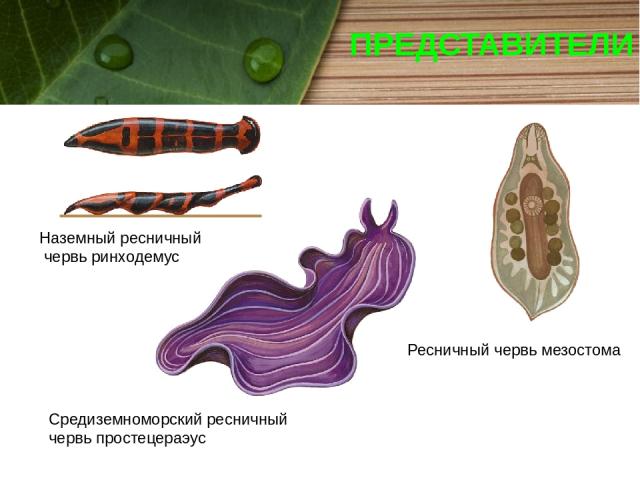 ПРЕДСТАВИТЕЛИ Наземный ресничный червь ринходемус Ресничный червь мезостома Средиземноморский ресничный червь простецераэус