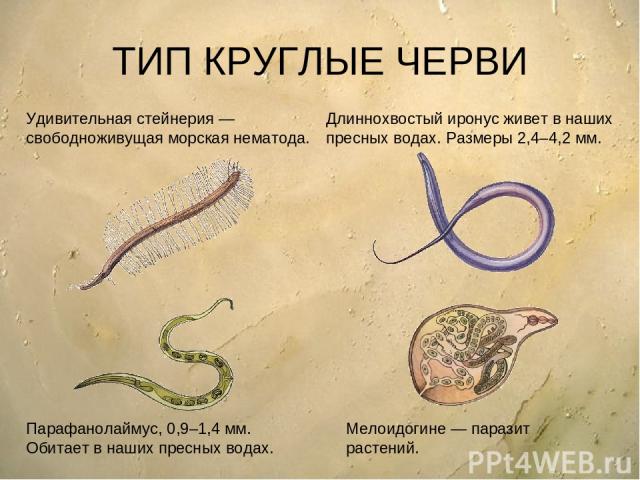 ТИП КРУГЛЫЕ ЧЕРВИ Удивительная стейнерия — свободноживущая морская нематода. Длиннохвостый иронус живет в наших пресных водах. Размеры 2,4–4,2 мм. Парафанолаймус, 0,9–1,4 мм. Обитает в наших пресных водах. Мелоидогине — паразит растений.