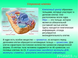 В ядре есть особое вещество — хроматин, из которого перед делением клетки образу