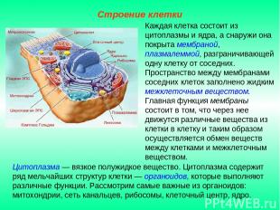 Цитоплазма — вязкое полужидкое вещество. Цитоплазма содержит ряд мельчайших стру