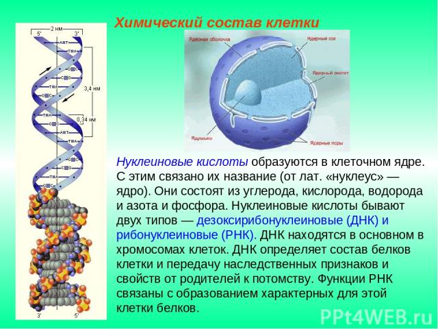 Нуклеиновые кислоты образуются в клеточном ядре. С этим связано их название (от лат. «нуклеус» — ядро). Они состоят из углерода, кислорода, водорода и азота и фосфора. Нуклеиновые кислоты бывают двух типов — дезоксирибонуклеиновые (ДНК) и рибонуклеи…