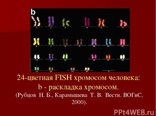 24-цветная FISH хромосом человека: b - pаскладка хромосом. (Рубцов  Н. Б., Карам