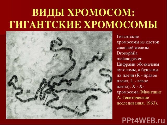 ВИДЫ ХРОМОСОМ: ГИГАНТСКИЕ ХРОМОСОМЫ Гигантские хромосомы из клеток слюнной железы Drosophila melanogaster. Цифрами обозначены аутосомы, а буквами их плечи (R - правое плечо, L - левое плечо), X - X-хромосома (Мюнтцинг А. Генетические исследования, 1963).