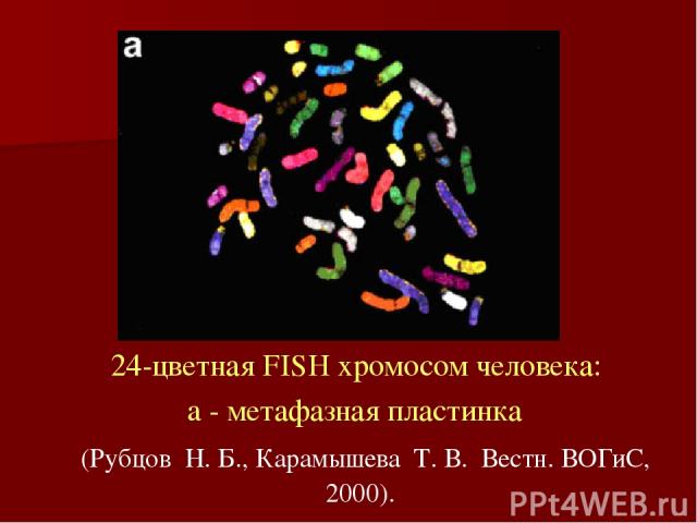 24-цветная FISH хромосом человека: a - метафазная пластинка (Рубцов  Н. Б., Карамышева  Т. В.  Вестн. ВОГиС, 2000).