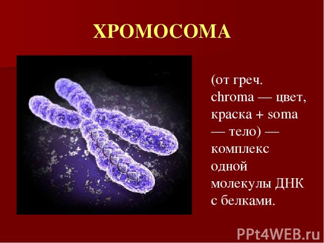 ХРОМОСОМА (от греч. chroma — цвет, краска + soma — тело) — комплекс одной молекулы ДНК с белками.