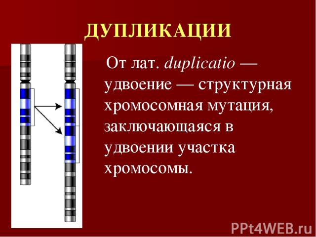 ДУПЛИКАЦИИ От лат. duplicatio — удвоение — структурная хромосомная мутация, заключающаяся в удвоении участка хромосомы.