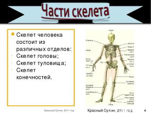 Скелет человека состоит из различных отделов: Скелет головы; Скелет туловища; Ск