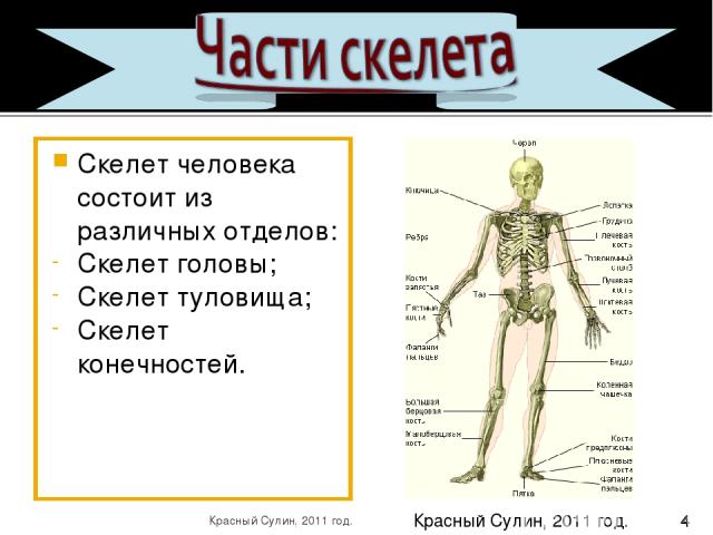 Скелет человека состоит из различных отделов: Скелет головы; Скелет туловища; Скелет конечностей. * Красный Сулин, 2011 год. Красный Сулин, 2011 год.