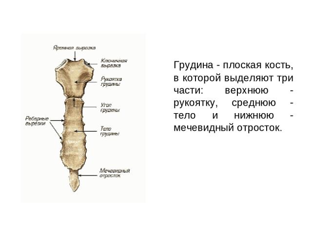 Грудина - плоская кость, в которой выделяют три части: верхнюю - рукоятку, среднюю - тело и нижнюю - мечевидный отросток.