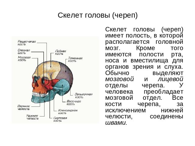 Скелет головы (череп) Скелет головы (череп) имеет полость, в которой располагается головной мозг. Кроме того имеются полости рта, носа и вместилища для органов зрения и слуха. Обычно выделяют мозговой и лицевой отделы черепа. У человека преобладает …