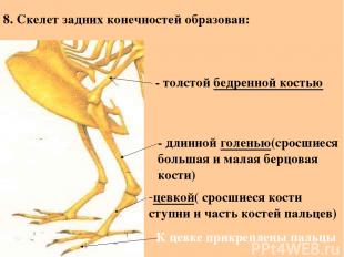 8. Скелет задних конечностей образован: - толстой бедренной костью - длинной гол