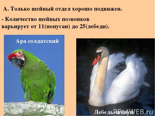 Лебедь-шипун - Количество шейных позвонков варьирует от 11(попугаи) до 25(лебеди). А. Только шейный отдел хорошо подвижен. Ара солдатский