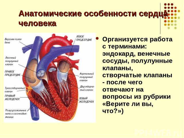 Анатомические особенности сердца человека Организуется работа с терминами: эндокард, венечные сосуды, полулунные клапаны, створчатые клапаны - после чего отвечают на вопросы из рубрики «Верите ли вы, что?»)