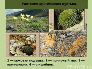 1 — моховая подушка; 2 — полярный мак; 3 — камнеломка; 4 — лишайник. Растения ар