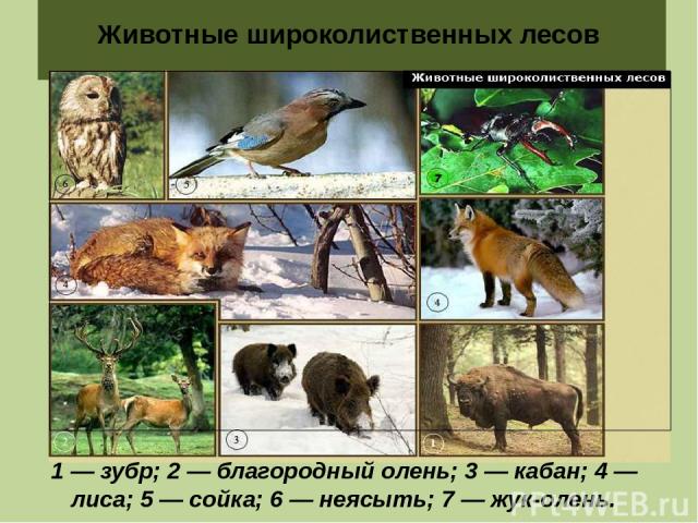 Животные широколиственных лесов 1 — зубр; 2 — благородный олень; 3 — кабан; 4 — лиса; 5 — сойка; 6 — неясыть; 7 — жук-олень.