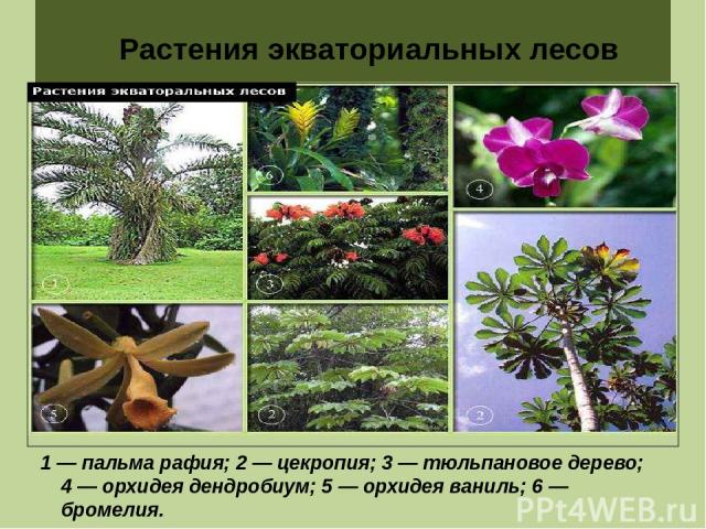 Растения экваториальных лесов 1 — пальма рафия; 2 — цекропия; 3 — тюльпановое дерево; 4 — орхидея дендробиум; 5 — орхидея ваниль; 6 — бромелия.