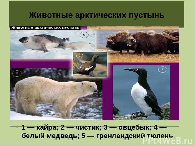 Животные арктических пустынь 1 — кайра; 2 — чистик; 3 — овцебык; 4 — белый медведь; 5 — гренландский тюлень.
