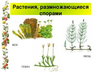 Растения, размножающиеся спорами МОХ ПЛАУН ХВОЩ
