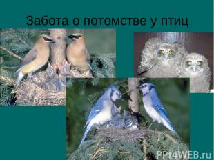 Забота о потомстве у птиц