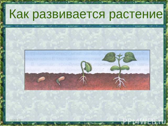 * * Как развивается растение