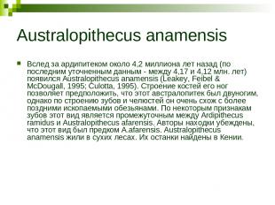 Australopithecus anamensis Вслед за ардипитеком около 4,2 миллиона лет назад (по