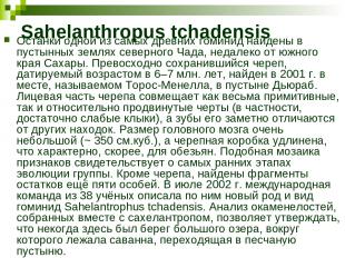 Sahelanthropus tchadensis Останки одной из самых древних гоминид найдены в пусты