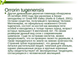 Orrorin tugenensis Другая древнейшая двуногая гоминида обнаружена 25 октября 200