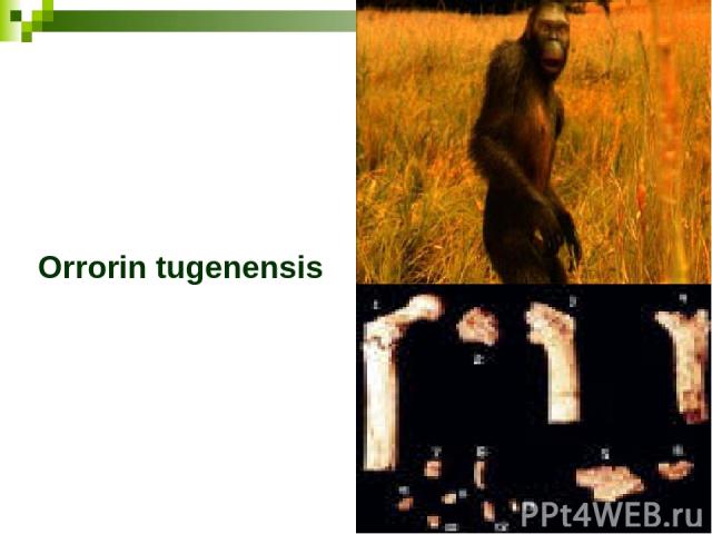 Orrorin tugenensis