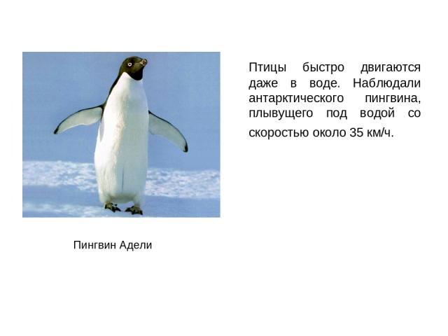 Птицы быстро двигаются даже в воде. Наблюдали антарктического пингвина, плывущего под водой со скоростью около 35 км/ч. Пингвин Адели