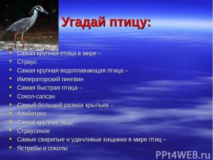 Угадай птицу: Самая крупная птица в мире – Страус Самая крупная водоплавающая пт