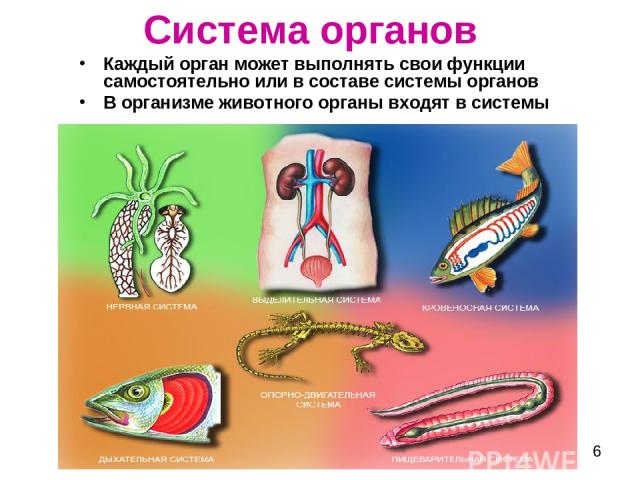 Система органов Каждый орган может выполнять свои функции самостоятельно или в составе системы органов В организме животного органы входят в системы
