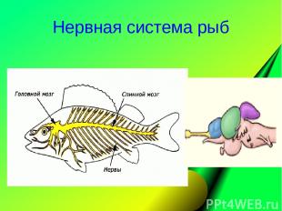 Нервная система рыб