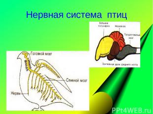 Нервная система птиц
