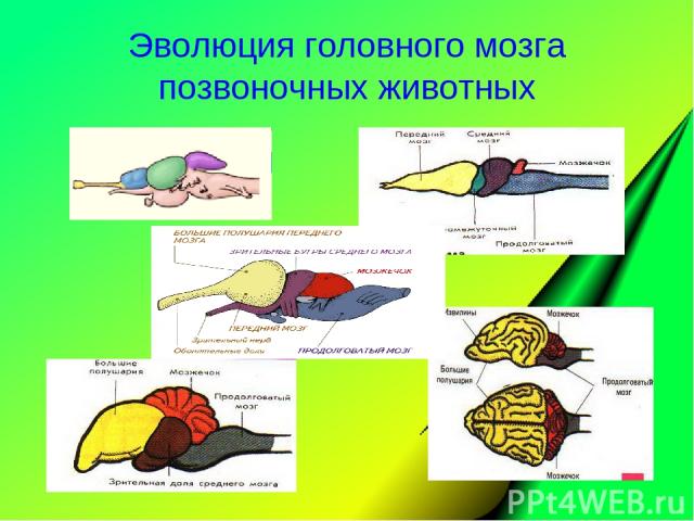 Эволюция головного мозга позвоночных животных