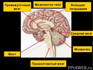 Продолговатый мозг Мост Мозжечок Средний мозг Промежуточный мозг Большие полушар