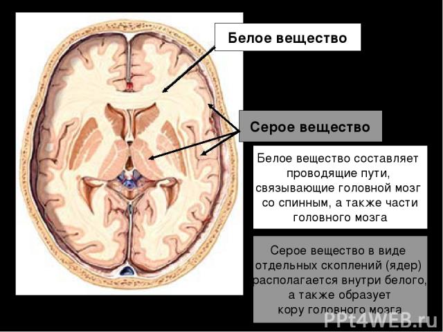 Белое вещество Серое вещество Белое вещество составляет проводящие пути, связывающие головной мозг со спинным, а также части головного мозга Серое вещество в виде отдельных скоплений (ядер) располагается внутри белого, а также образует кору головног…