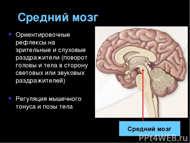 Средний мозг Ориентировочные рефлексы на зрительные и слуховые раздражители (поворот головы и тела в сторону световых или звуковых раздражителей) Регуляция мышечного тонуса и позы тела Средний мозг