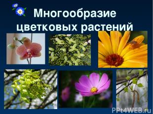 Многообразие цветковых растений