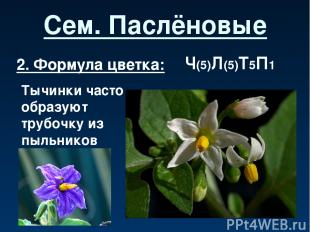Сем. Паслёновые 2. Формула цветка: Ч(5)Л(5)Т5П1 Тычинки часто образуют трубочку
