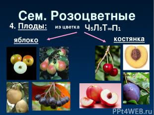 Сем. Розоцветные 4. Плоды: яблоко из цветка костянка Ч5Л5Т∞П1