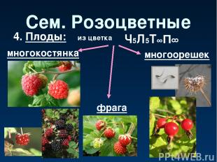Сем. Розоцветные 4. Плоды: многокостянка из цветка многоорешек Ч5Л5Т∞П∞ фрага