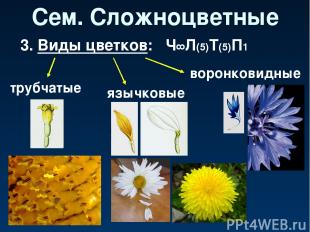 Сем. Сложноцветные 3. Виды цветков: трубчатые язычковые воронковидные Ч∞Л(5)Т(5)